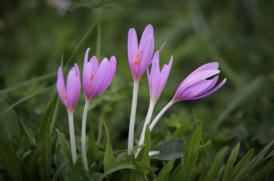 Saffron Tahchin recipe