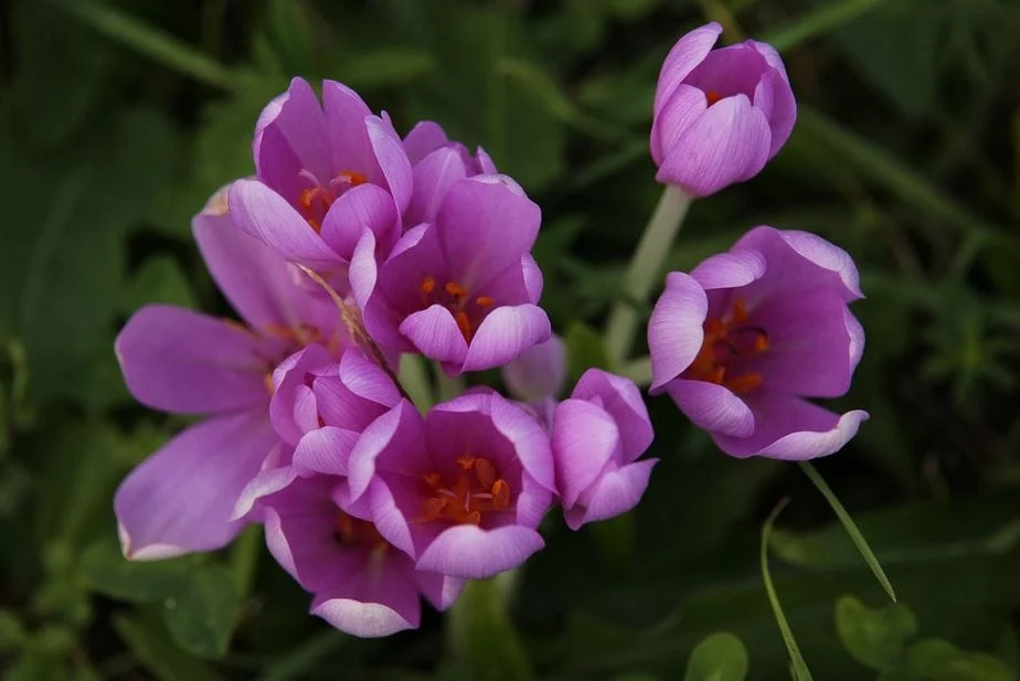 Saffron for eye health