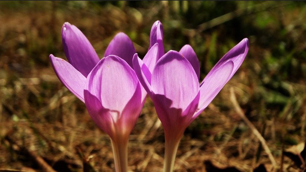 Saffron for Heart Health