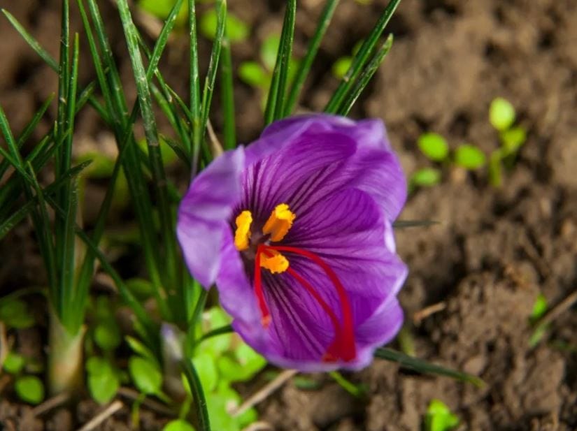 Best time for saffron flower harvest
