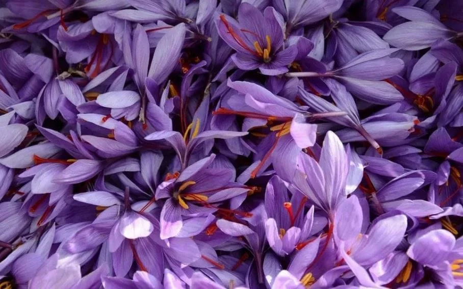 Saffron Dishes