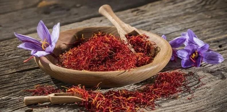Saffron farming in North Khorasan