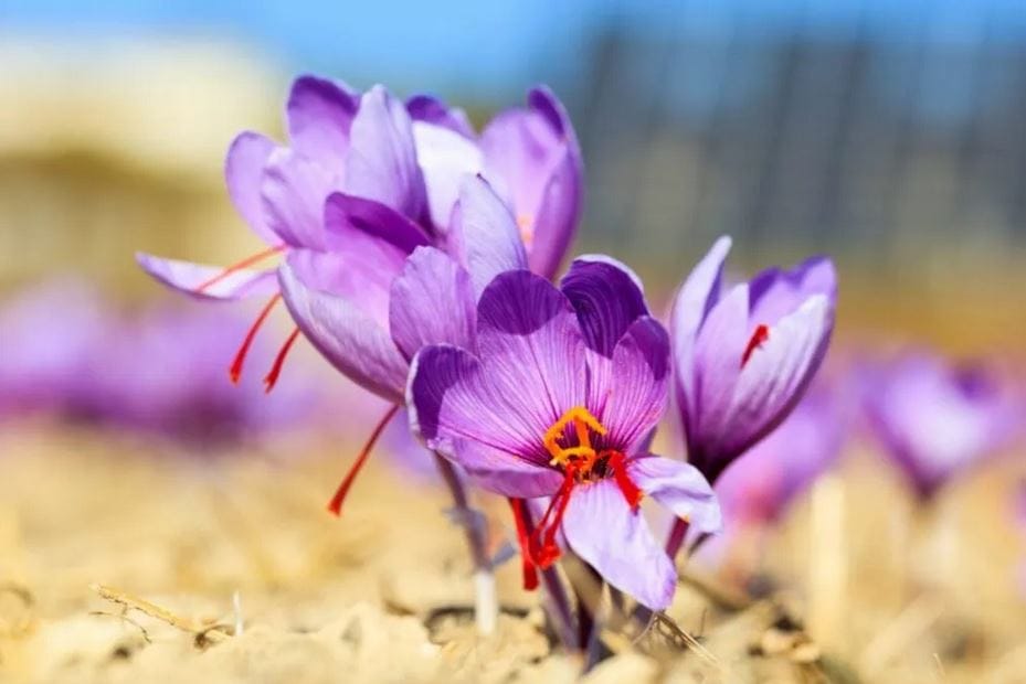 Iranian saffron in global markets