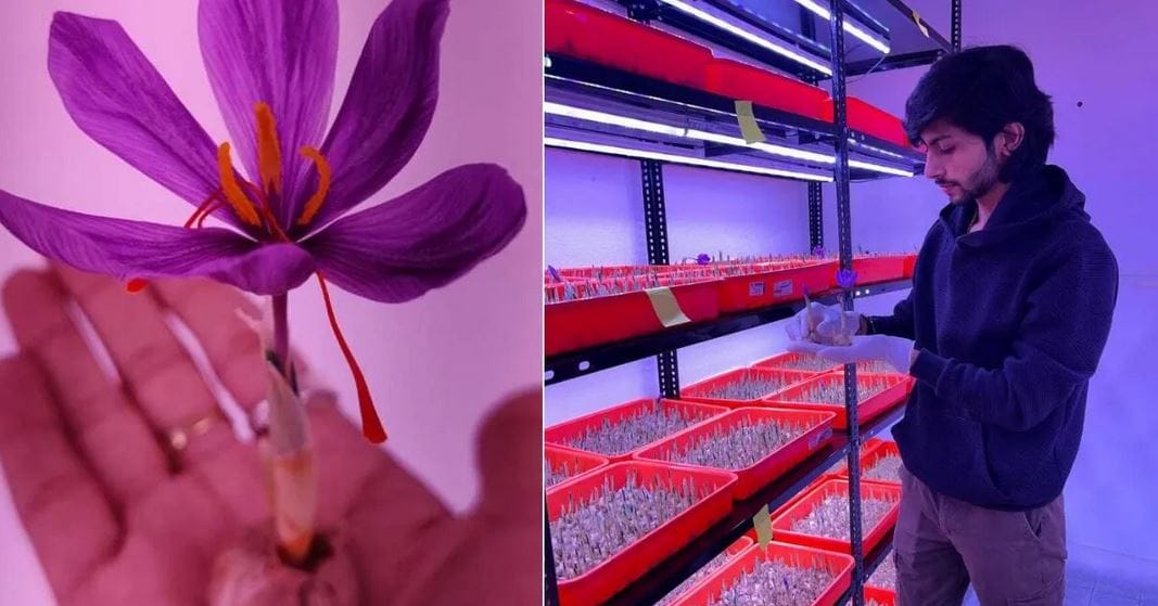 Iranian saffron industry