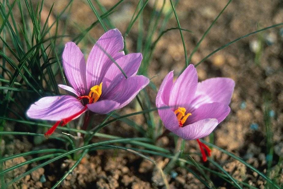 Saffron production in Kermanshah