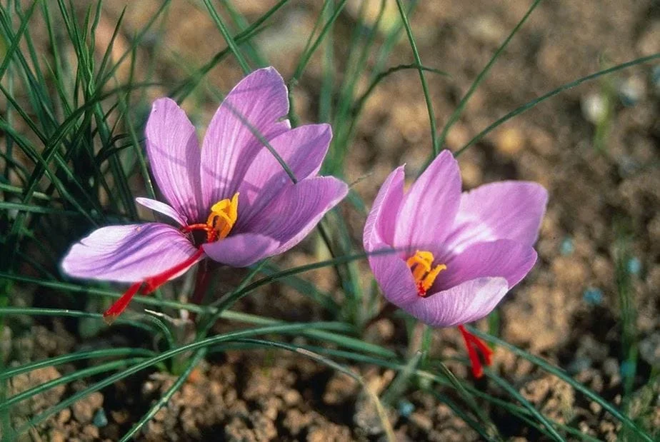 Saffron production in Kermanshah