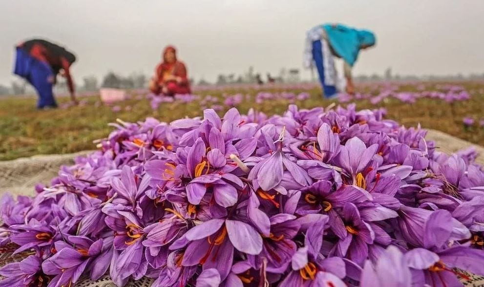 Saffron market growth