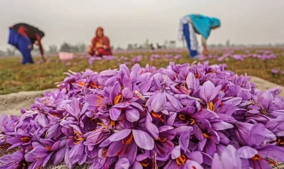 Saffron market growth