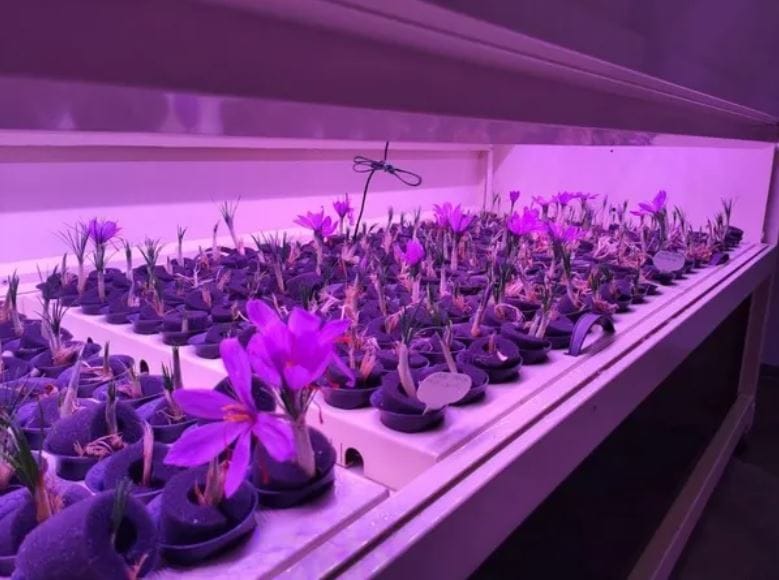 Saffron production