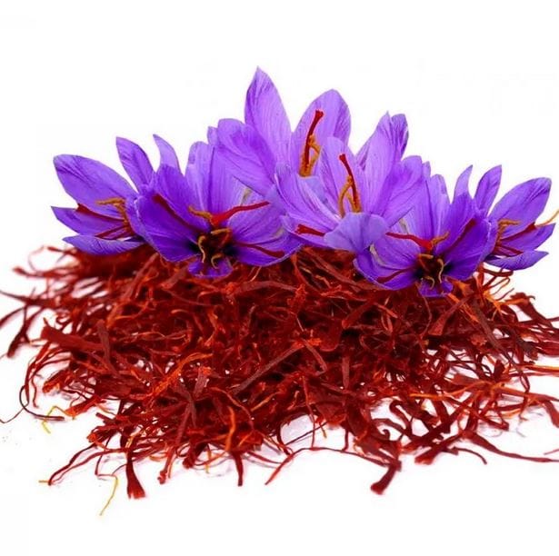 Saffron cultivation in Gonabad