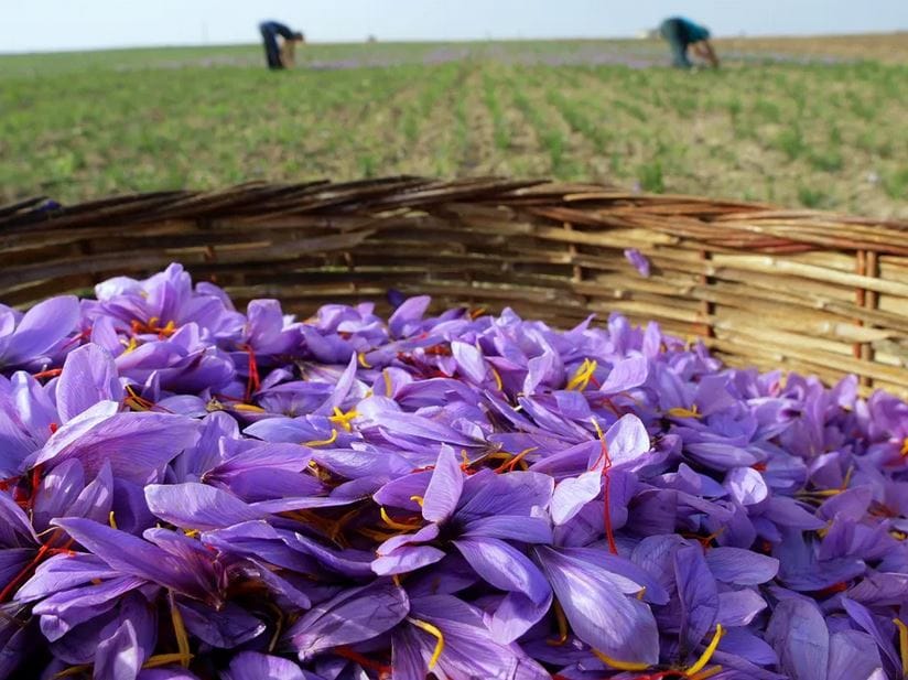 Iranian Saffron Branding