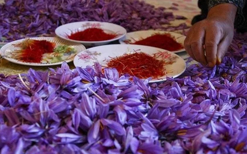 Saffron Export Growth