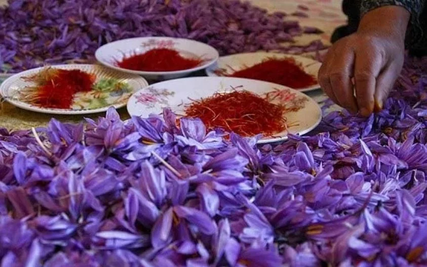 Saffron Export Growth