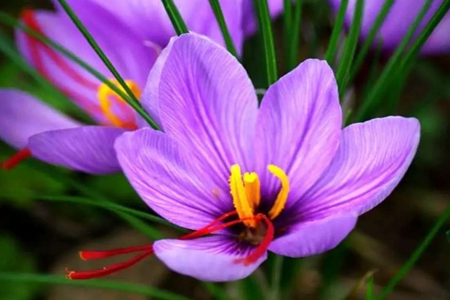 Saffron Export to Turkey