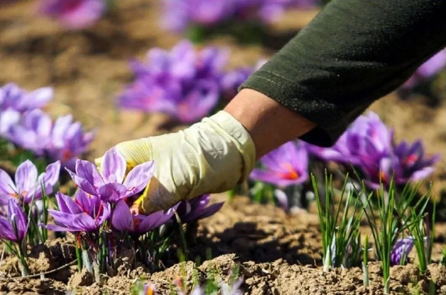 Saffron health benefits