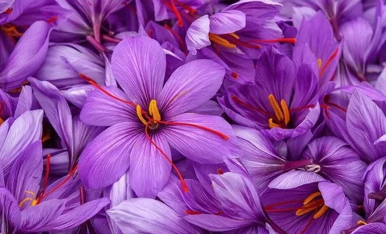 Saffron for Health Benefits