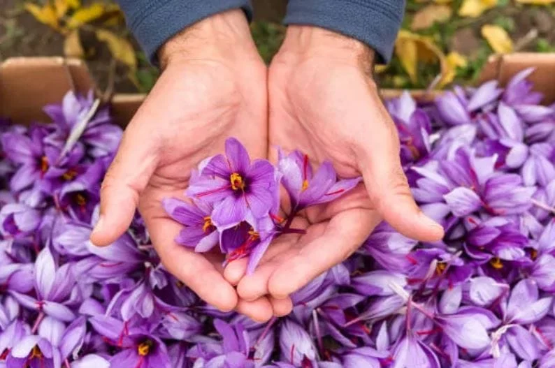 Saffron benefits for hair