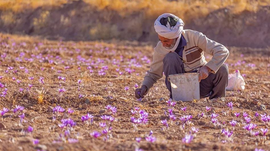 saffron benefits