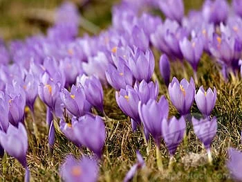 Best saffron country