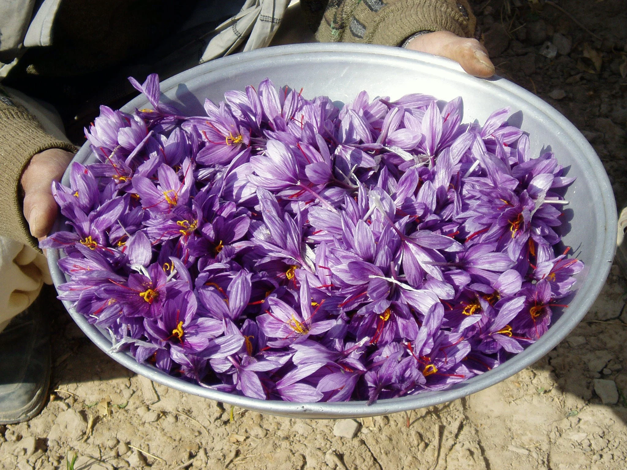 growing saffron in a greenhouse