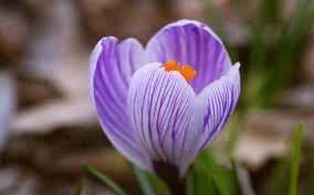 Saffron consumption guidelines