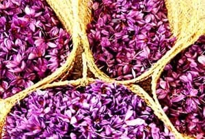 Saffron growth period