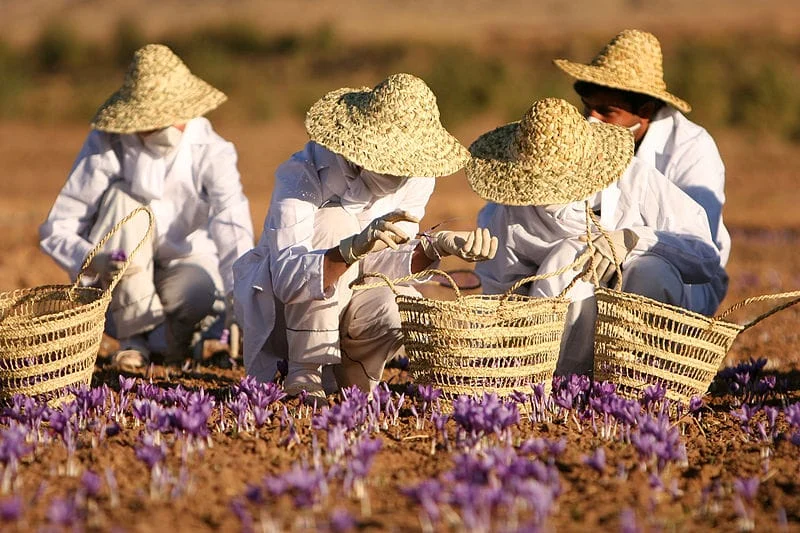 Saffron flower yield