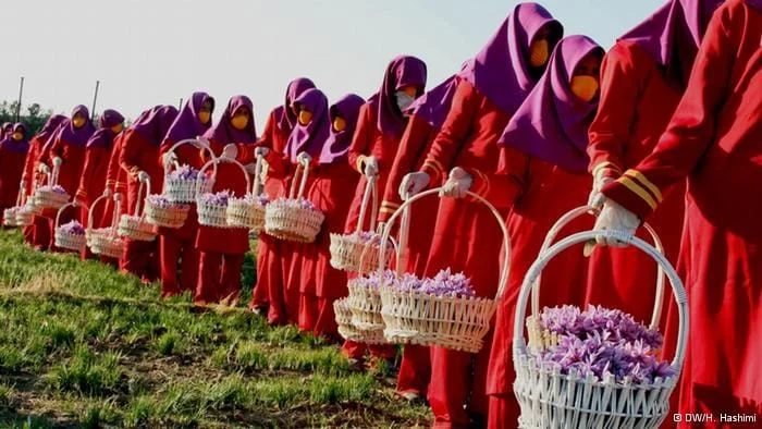 Growing Saffron at Home