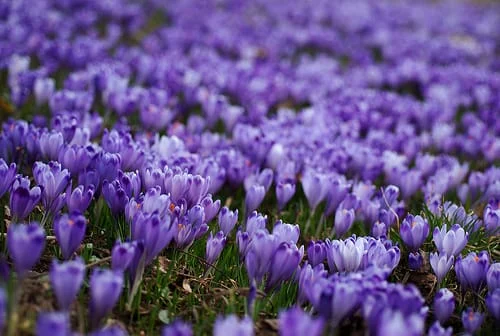 Saffron and kidney health