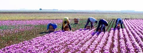 Challenges of growing saffron