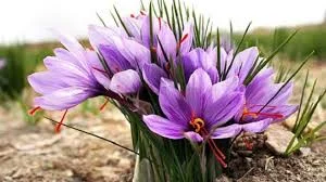 Storing saffron
