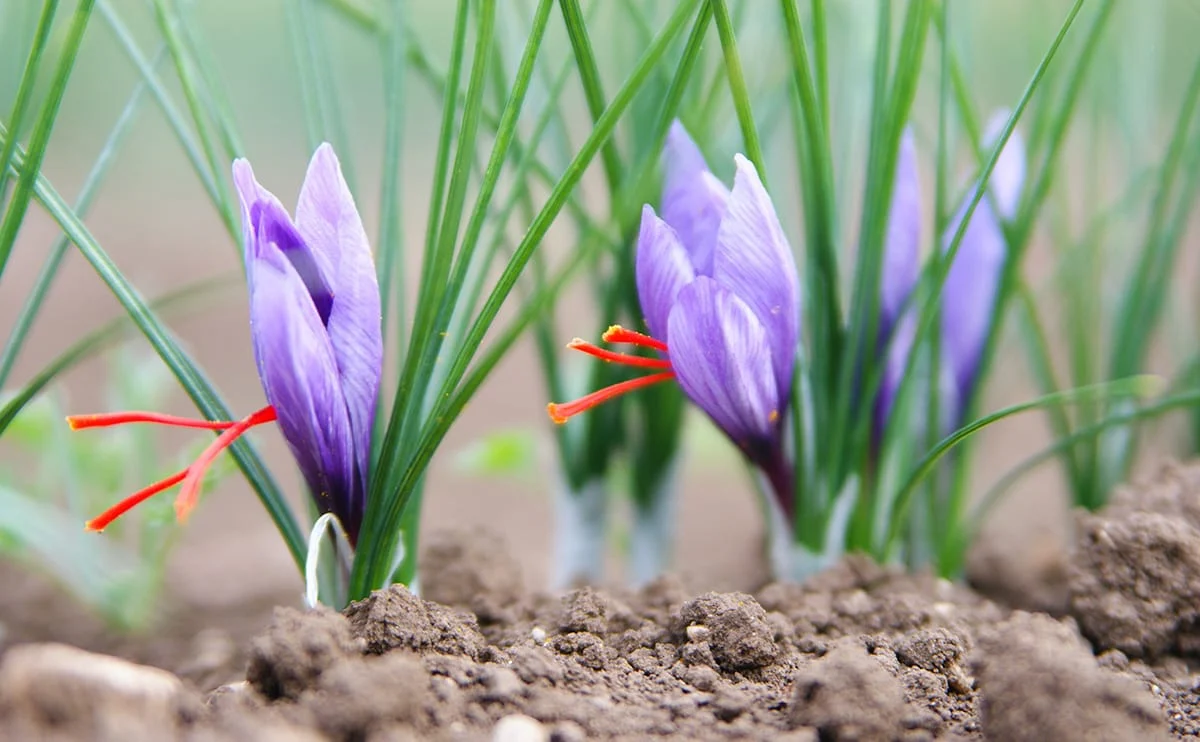 Best way to consume saffron