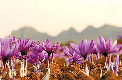 Saffron taste in food