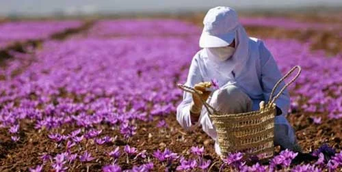 How to use saffron effectively