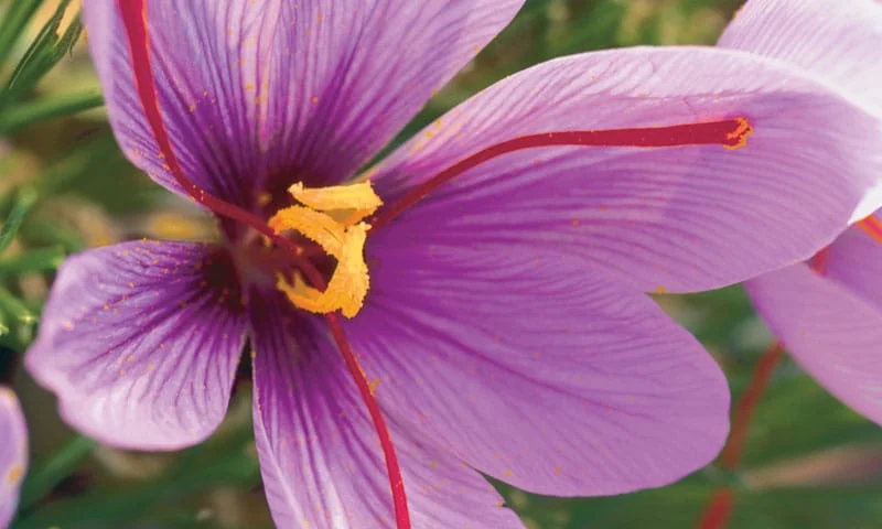 Cheap vs expensive saffron