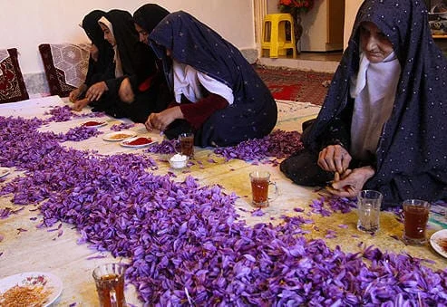 Saffron in hot water