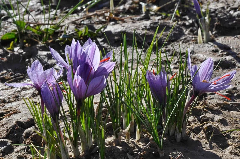 using saffron in cooking
