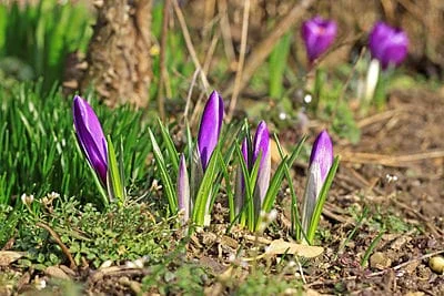 Saffron in cooking