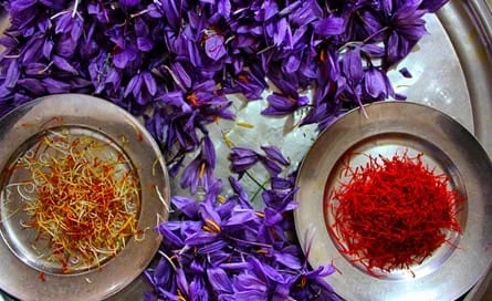 Why saffron is expensive