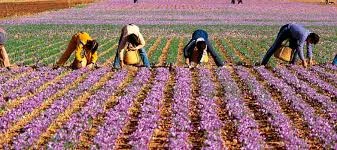 Edible part of saffron