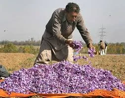 Growing saffron