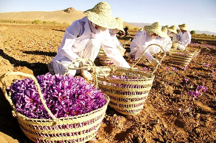 Preparing saffron drink