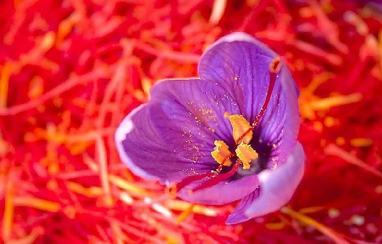 Saffron milk precautions