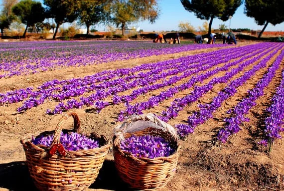 Saffron spiciness