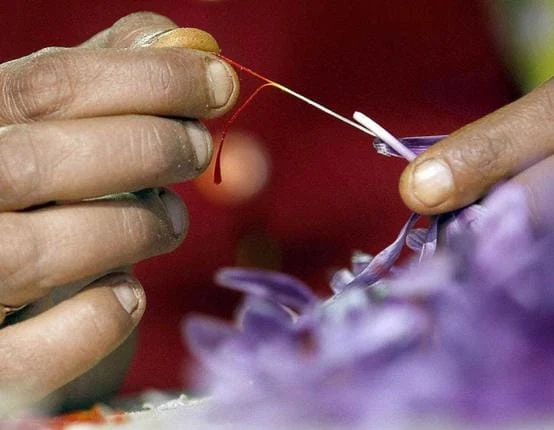 Saffron toxicity
