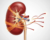 saffron kidney safety