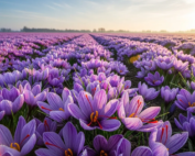growing saffron