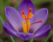 saffron stigma explanation