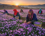 top saffron producing country