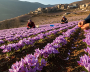 saffron cultivation